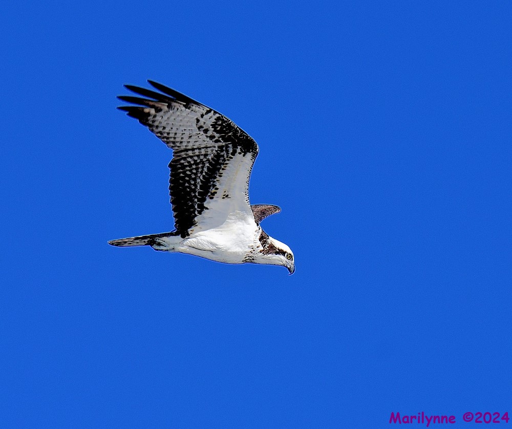 DSC_8942_001.JPG