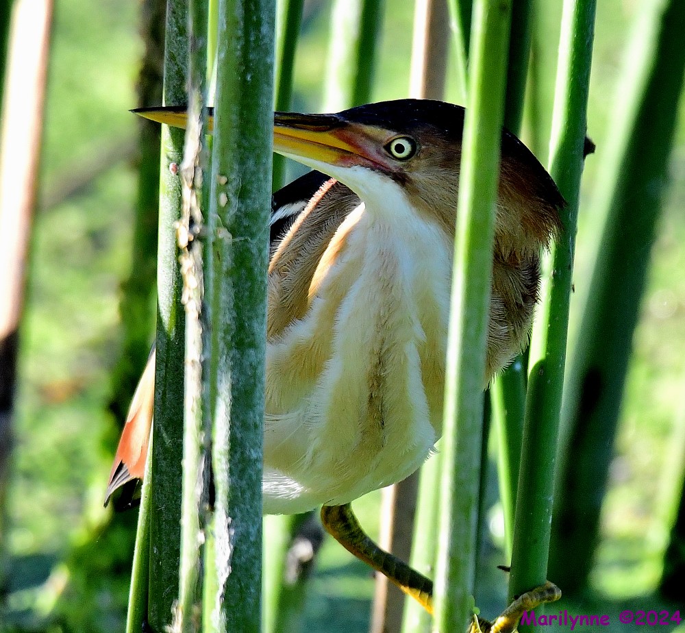DSC_8942_001.JPG