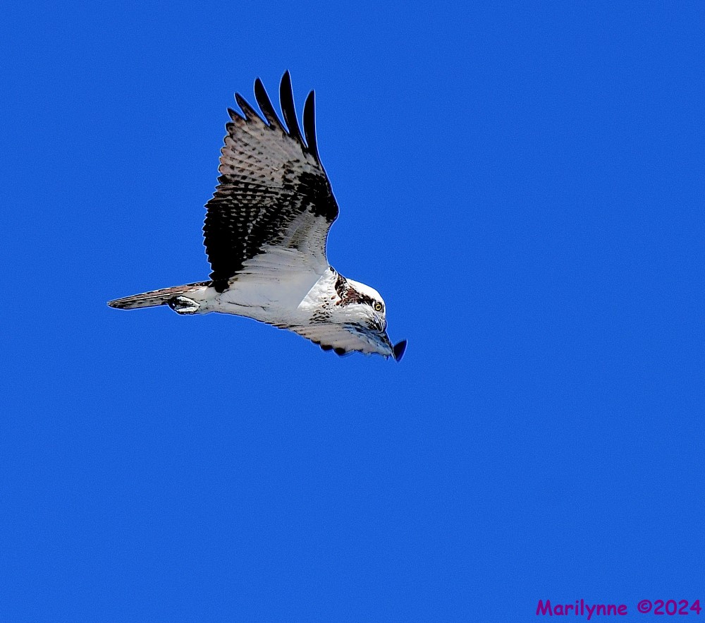 DSC_8943_001.JPG