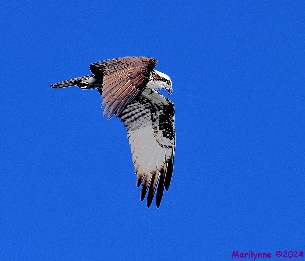 DSC_8944_001.JPG