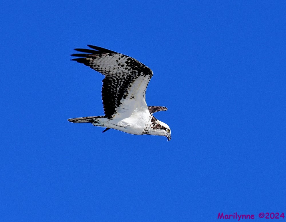DSC_8945_001.JPG