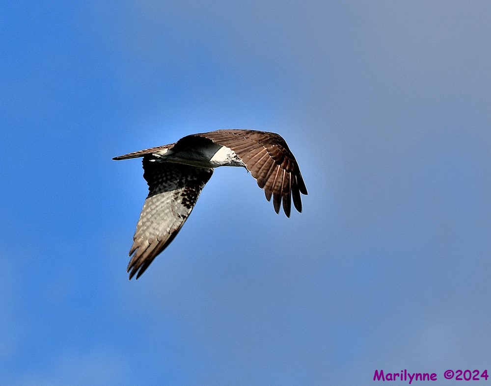 DSC_8946_001.JPG