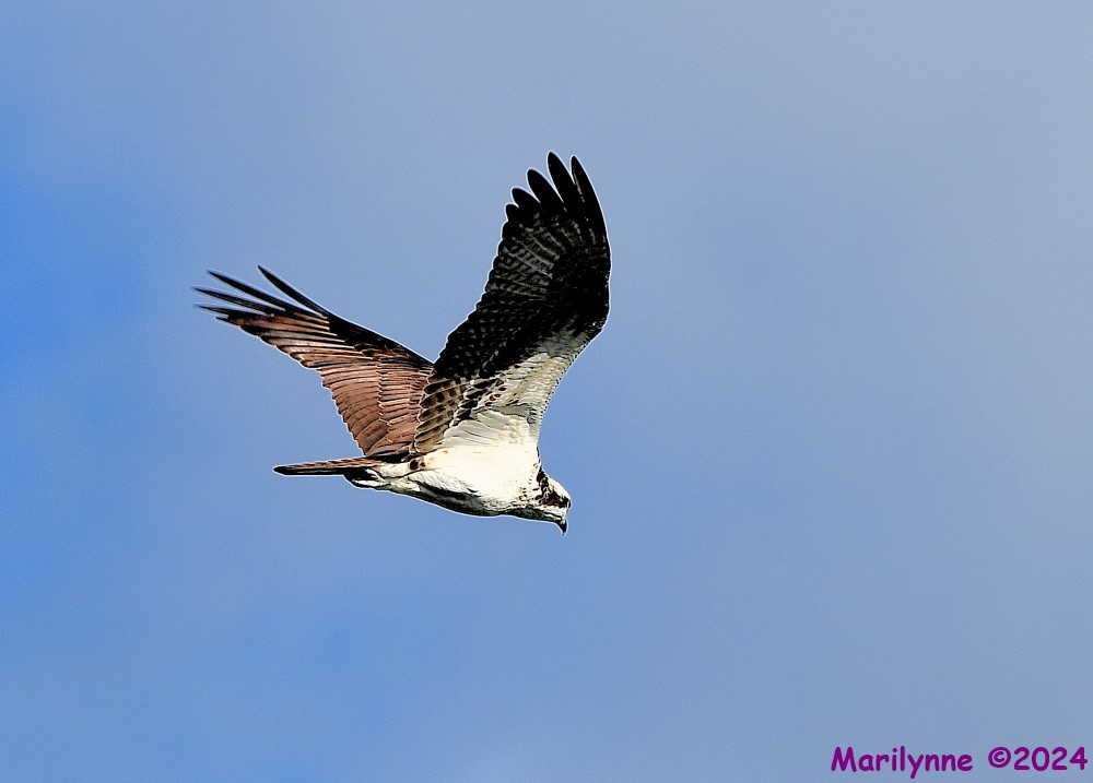 DSC_8947_001.JPG