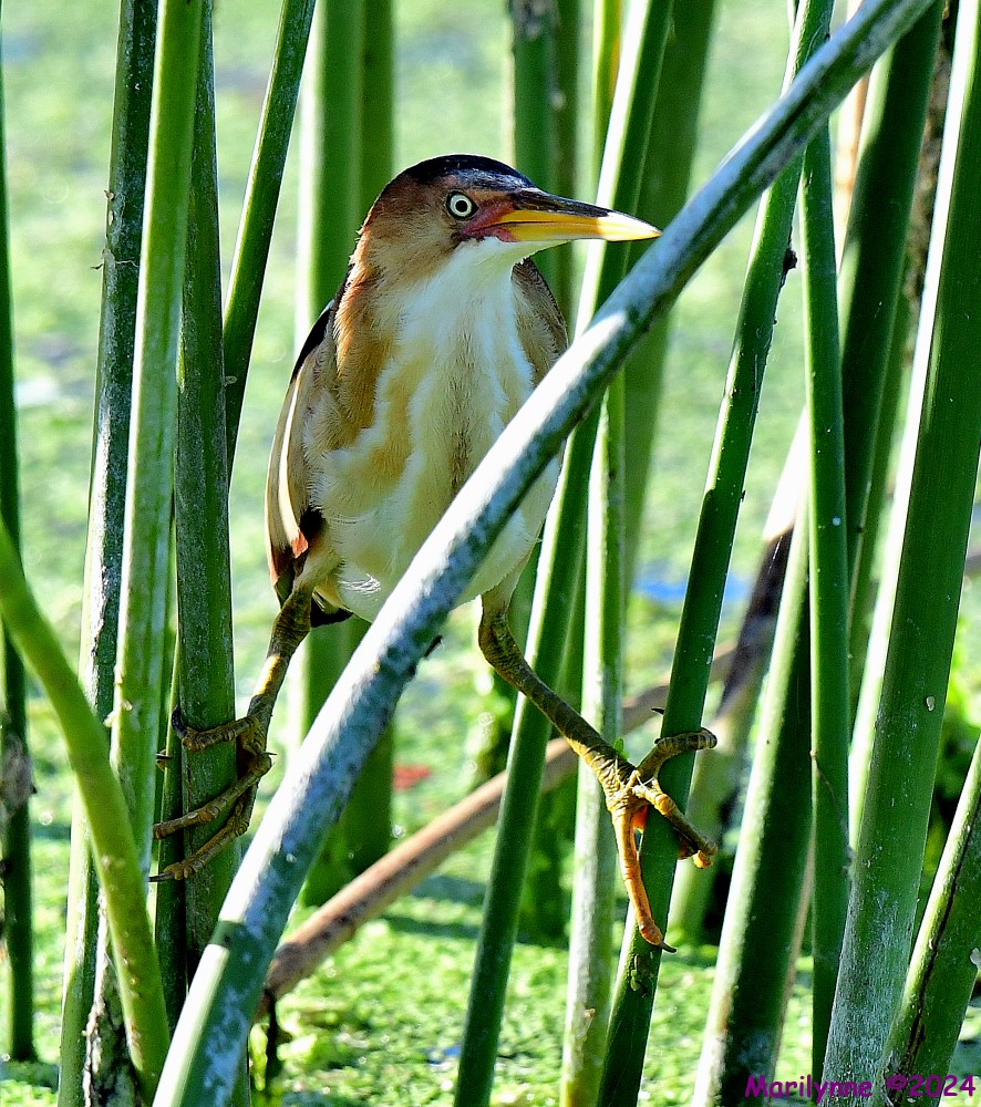 DSC_8947_001.JPG