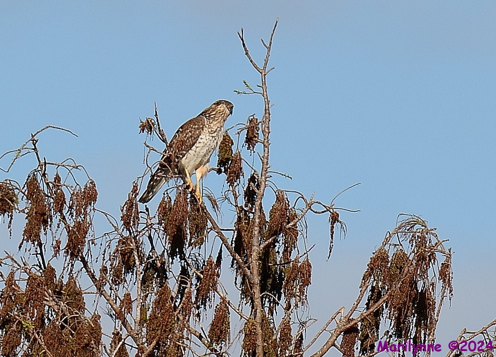 DSC_8949_001.JPG
