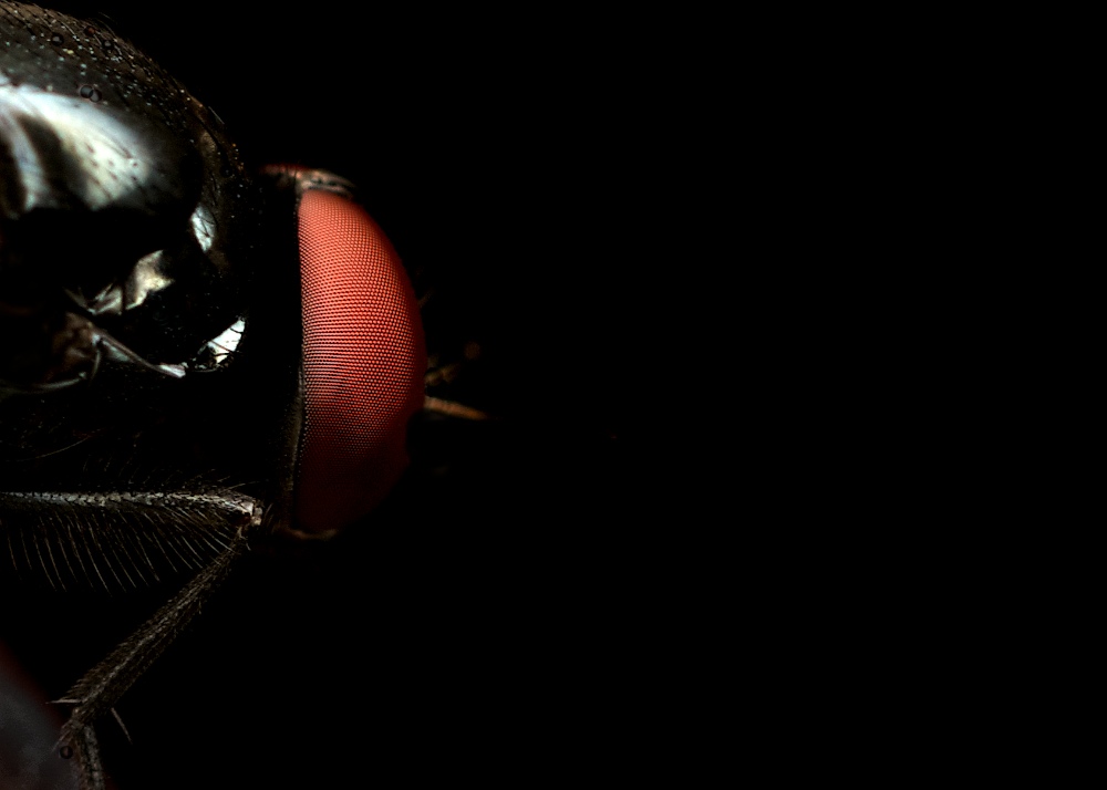 DSC_8950.jpg