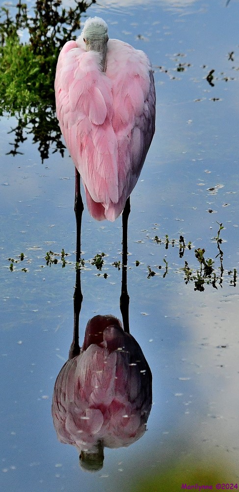DSC_8951_001.JPG