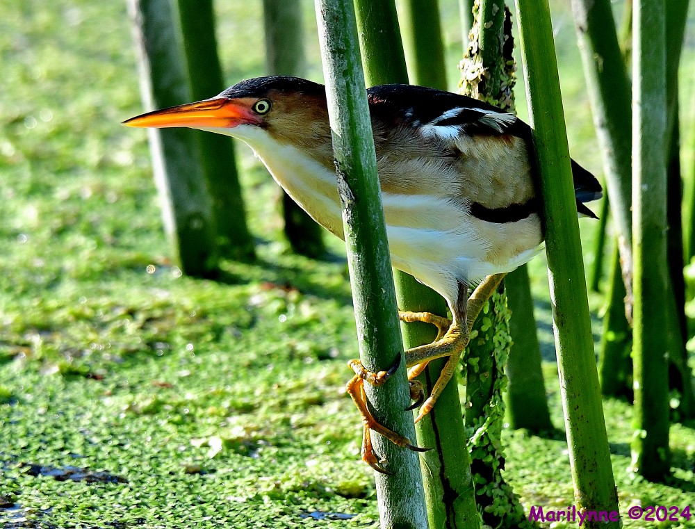 DSC_8953_001.JPG