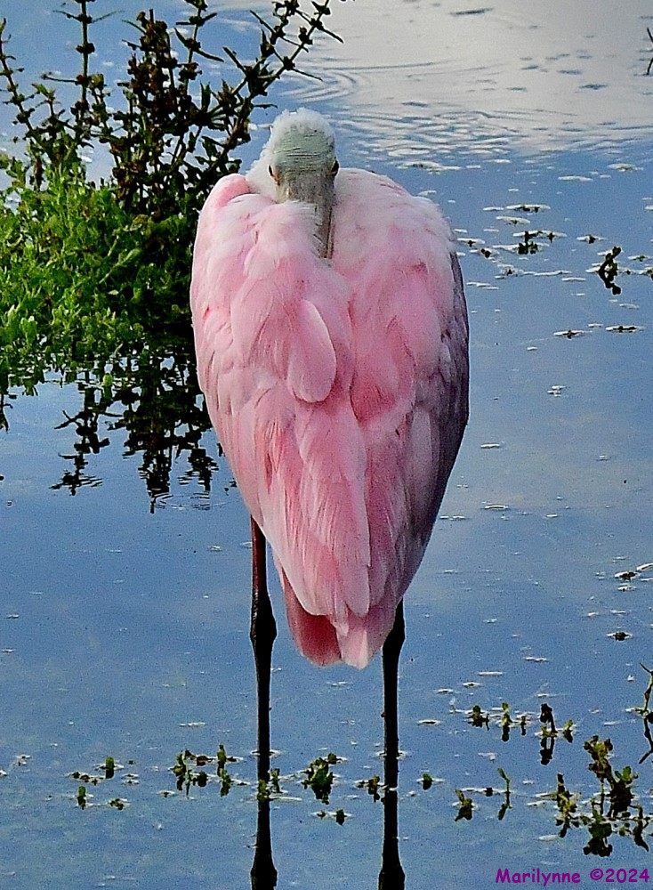 DSC_8955_001.JPG