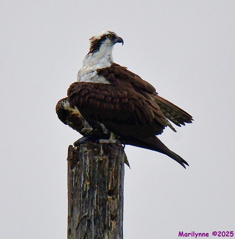 DSC_8955_001.JPG