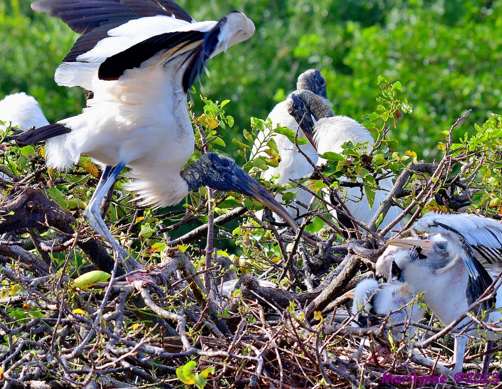DSC_8956_001.JPG