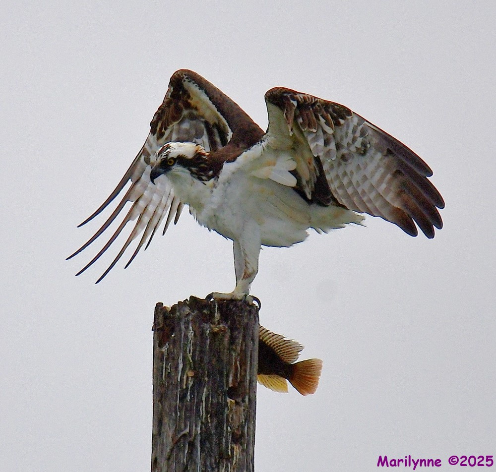 DSC_8956_001.JPG