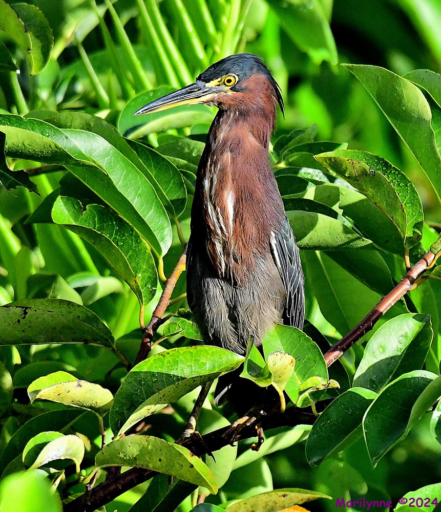DSC_8957_001.JPG