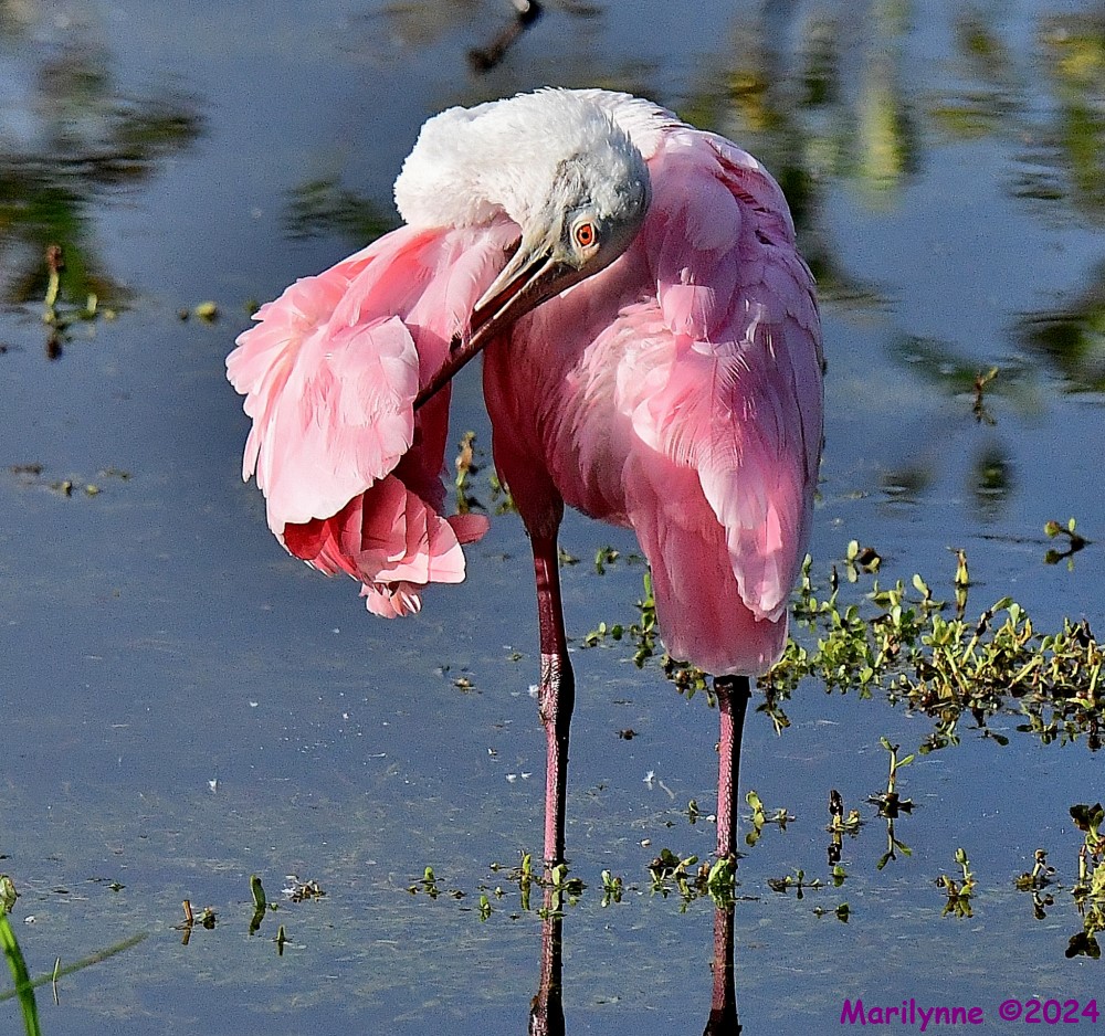 DSC_8959_001.JPG