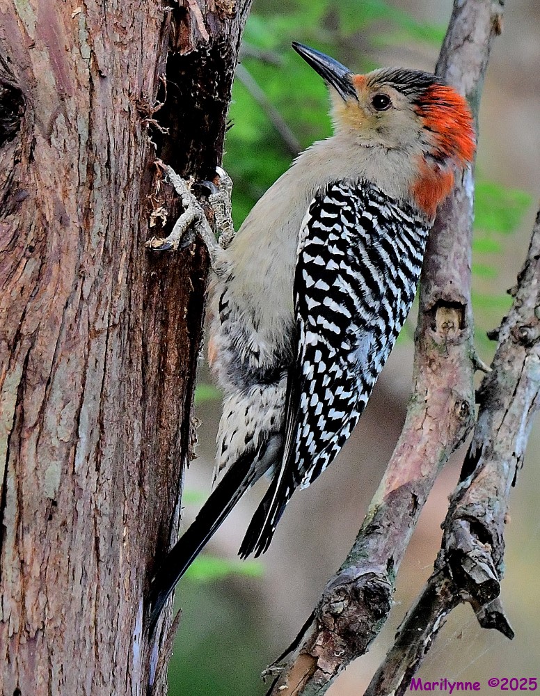 DSC_8961_001.JPG