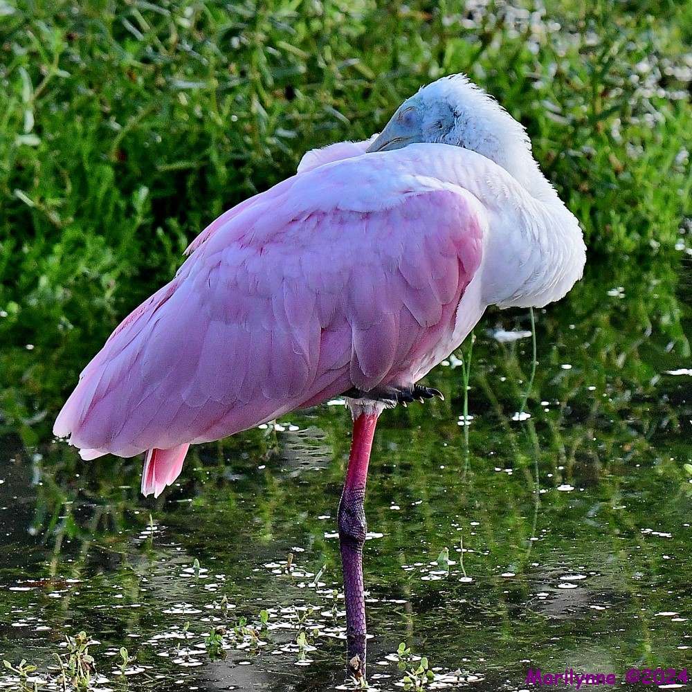 DSC_8962_001.JPG