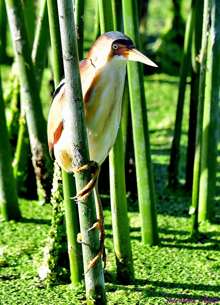 DSC_8963_001.JPG