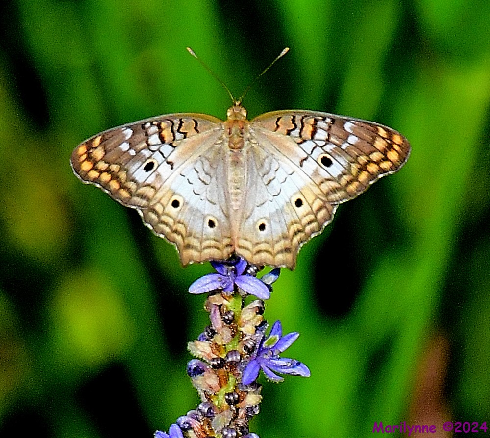 DSC_8964_001.JPG