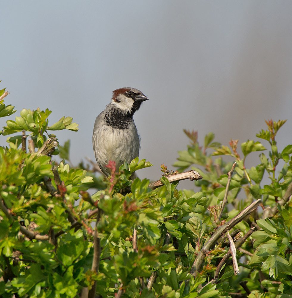 DSC_8965.jpg