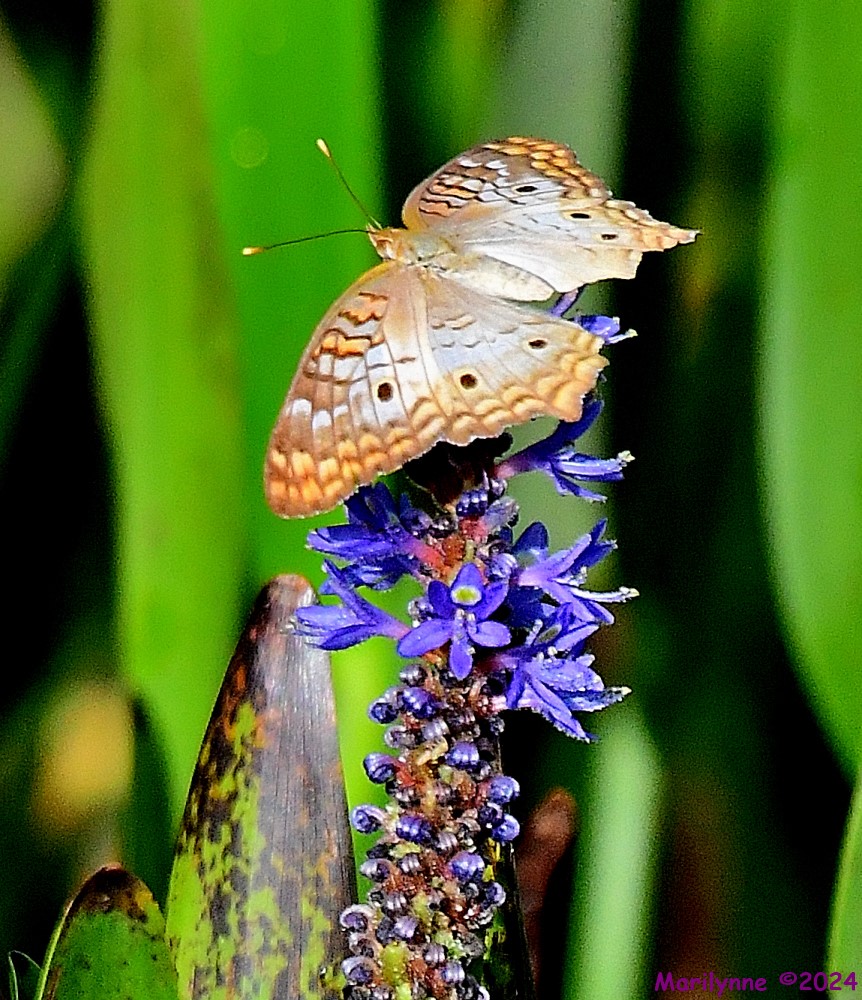 DSC_8966_001.JPG