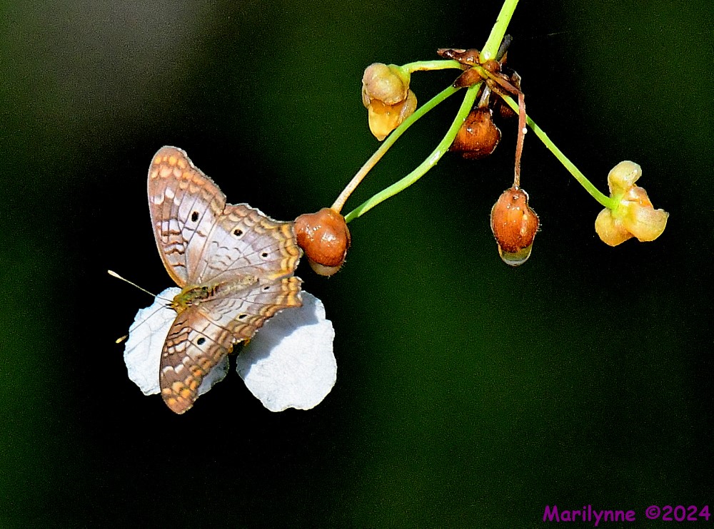 DSC_8968_001.JPG