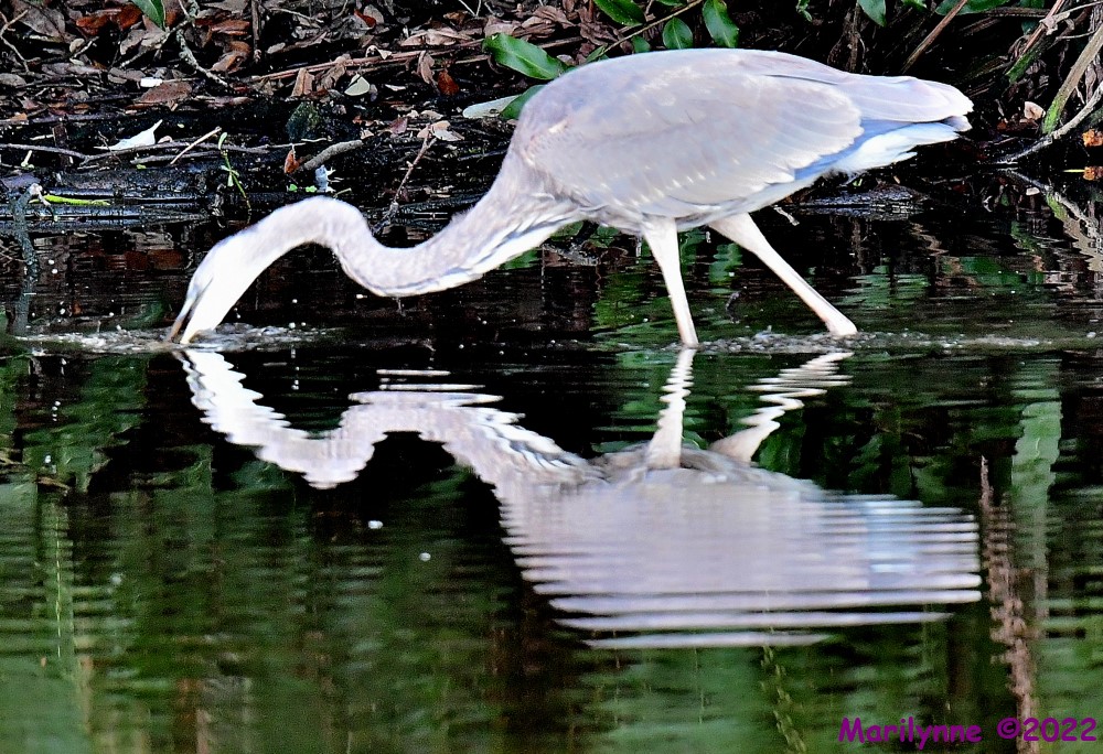 DSC_8975_001.JPG