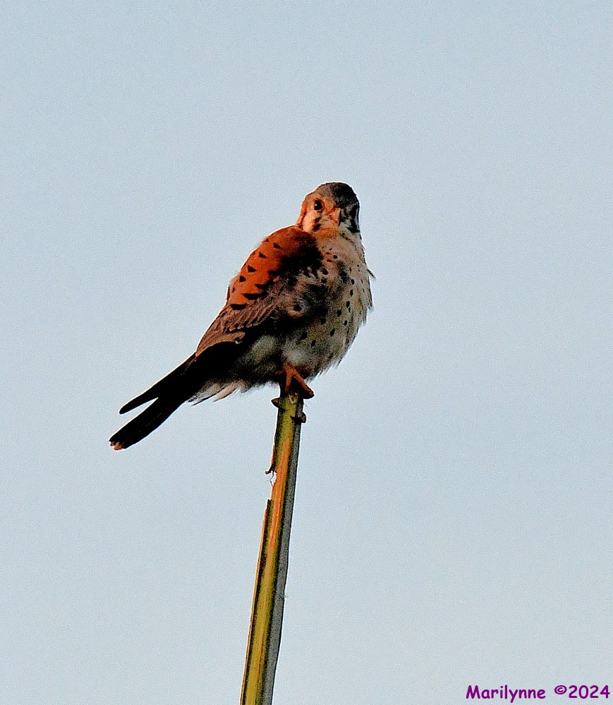 DSC_8979_001.JPG