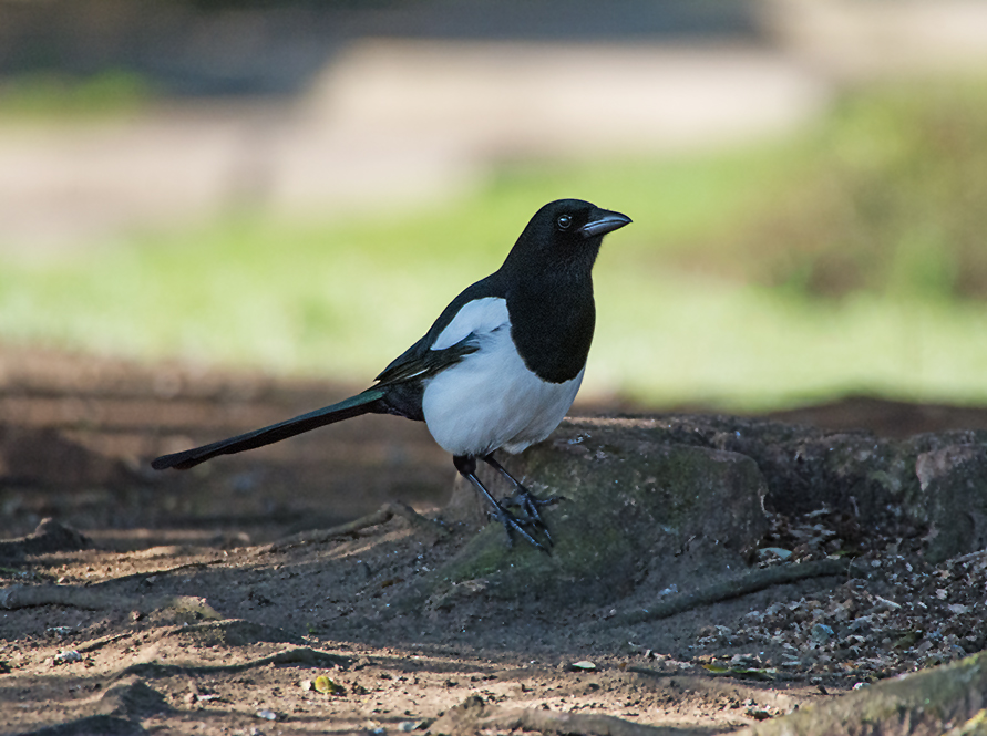 DSC_8980.jpg