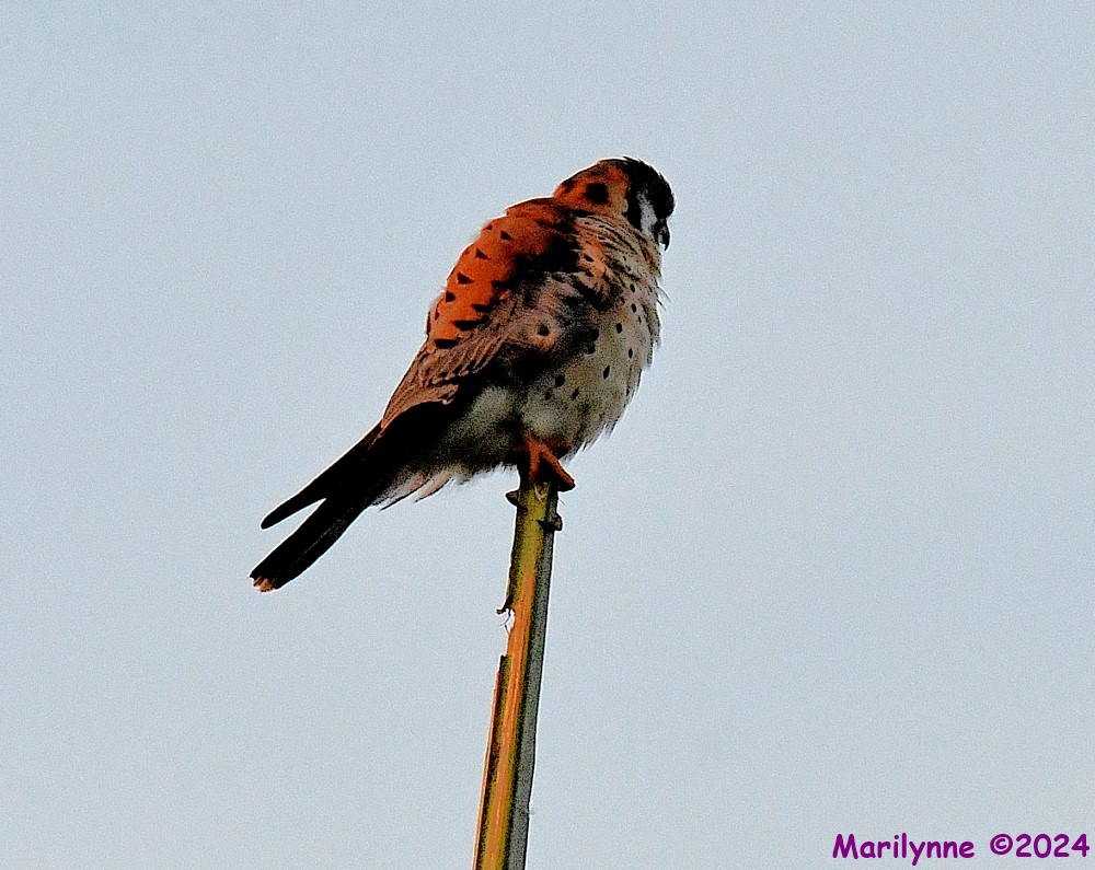 DSC_8983_001.JPG
