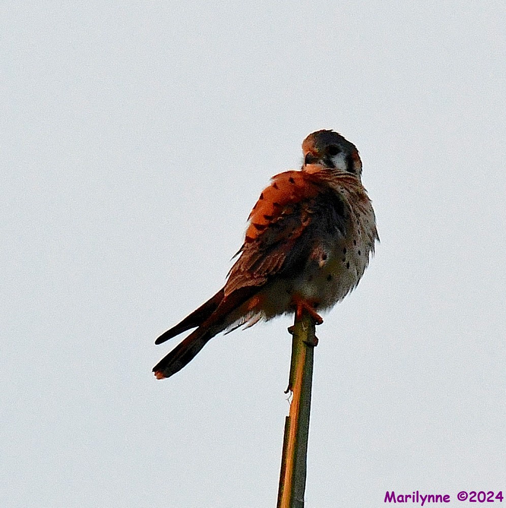 DSC_8985_001.JPG