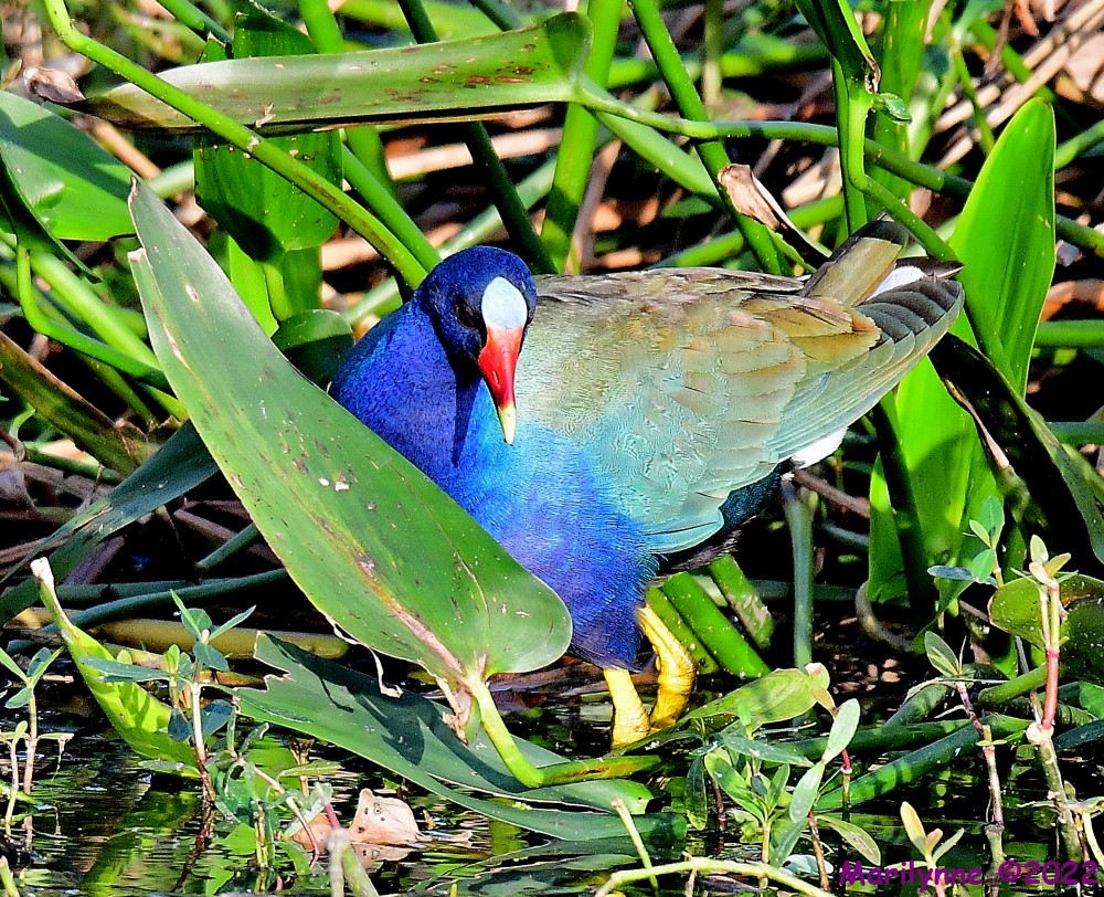 DSC_8990_001.JPG