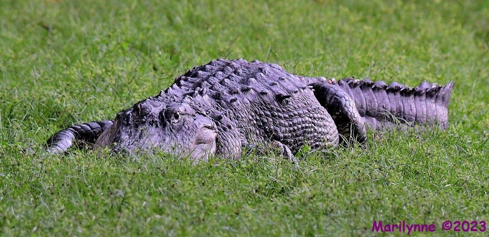 DSC_8990_001.JPG