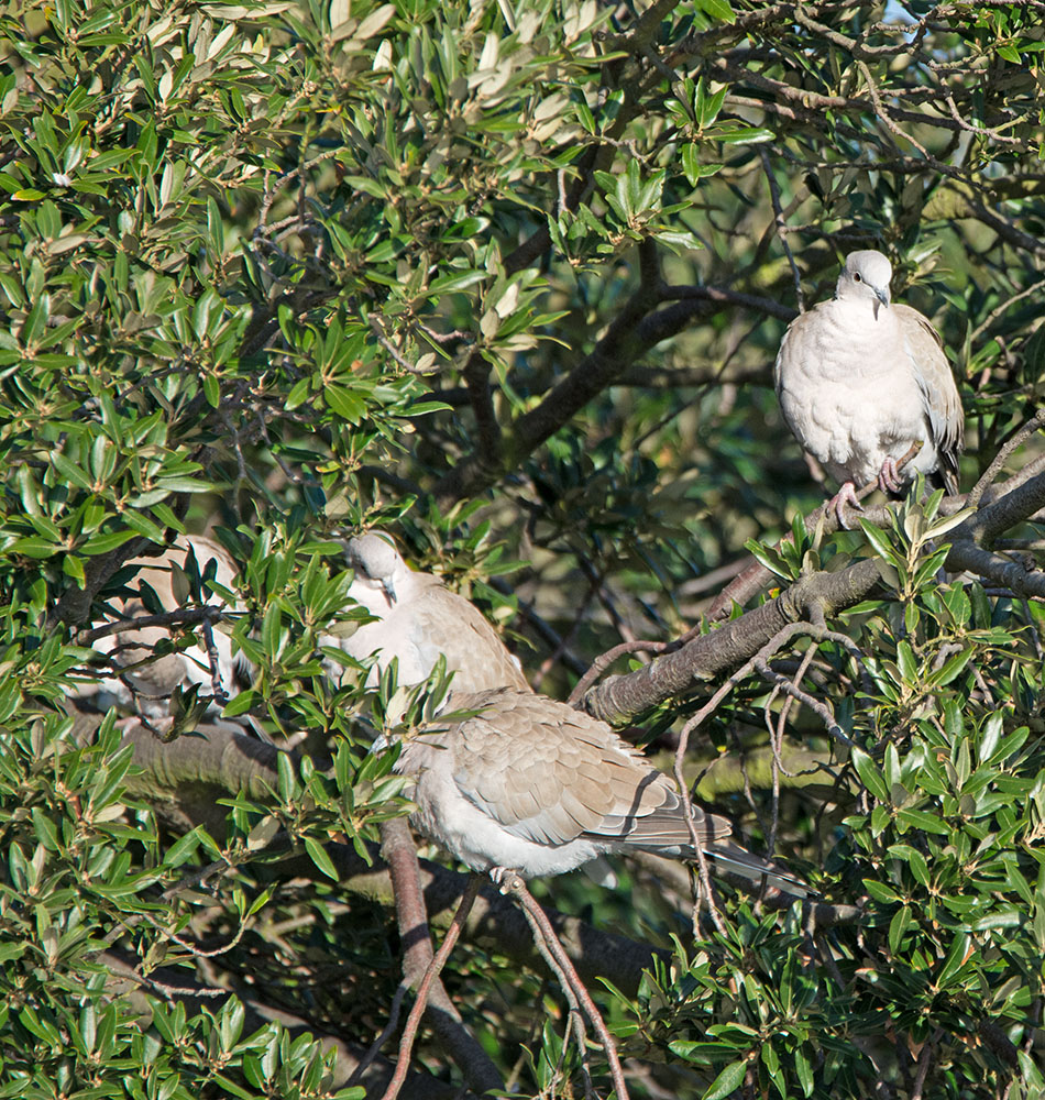 DSC_8994.jpg