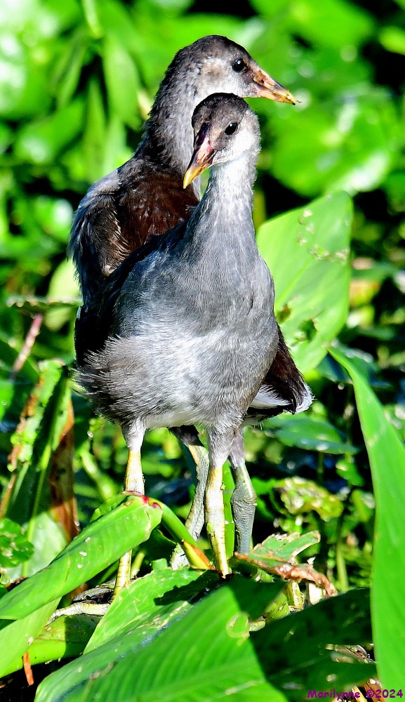 DSC_8994_001.JPG