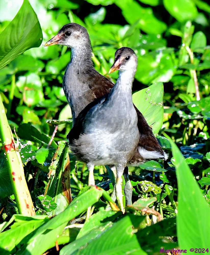 DSC_8998_001.JPG