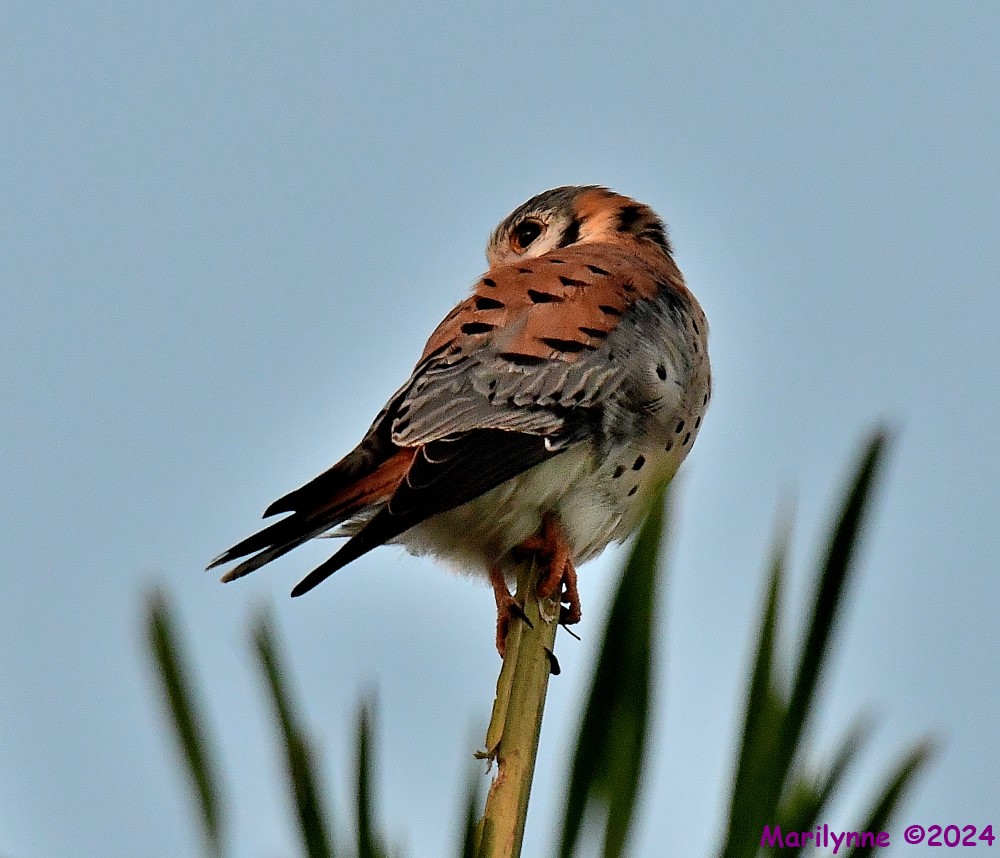 DSC_9000_001.JPG