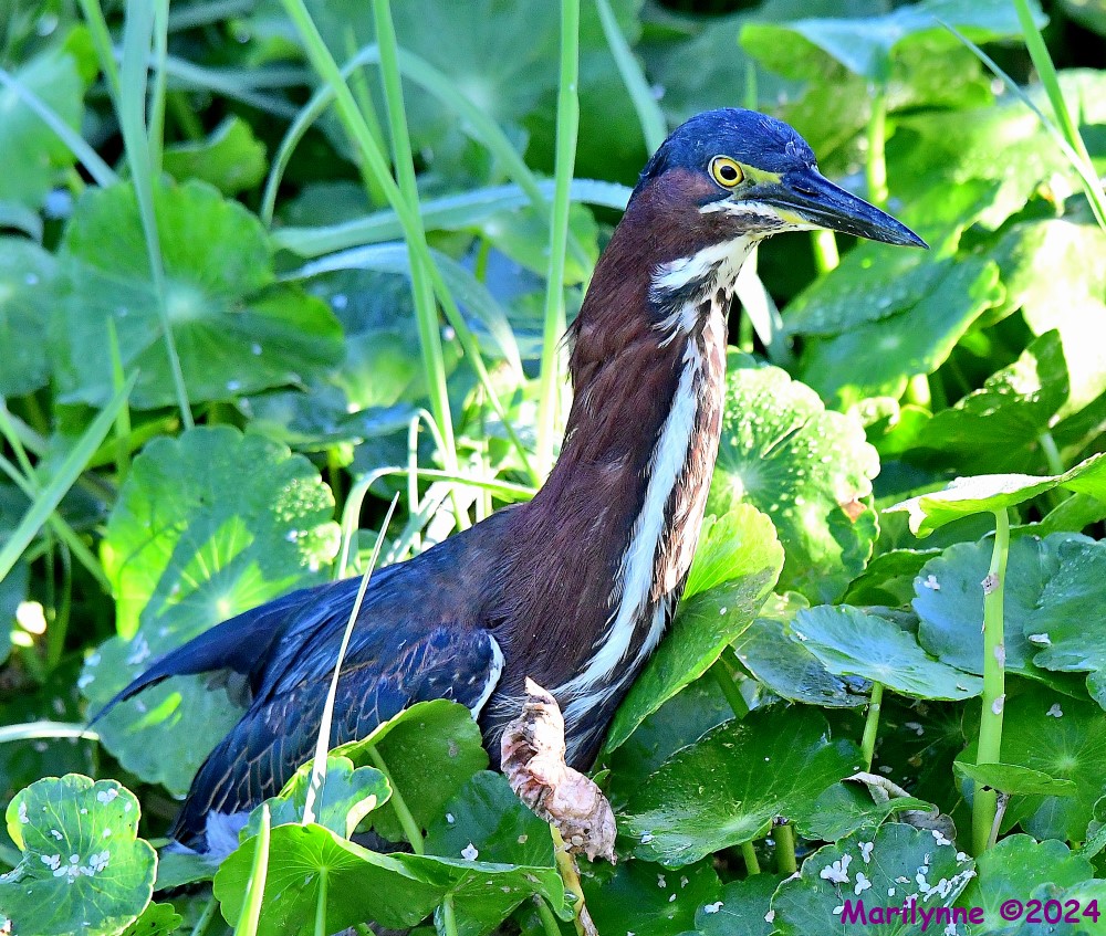 DSC_9001_001.JPG