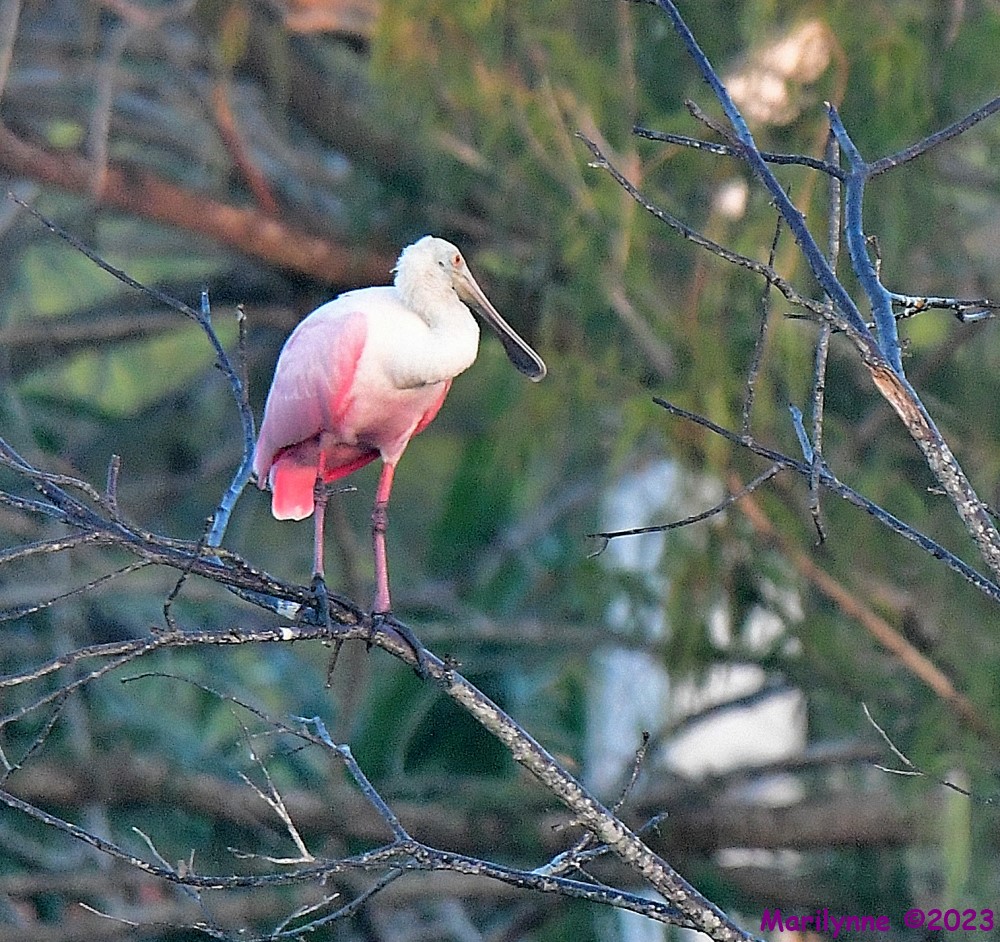 DSC_9002_001.JPG