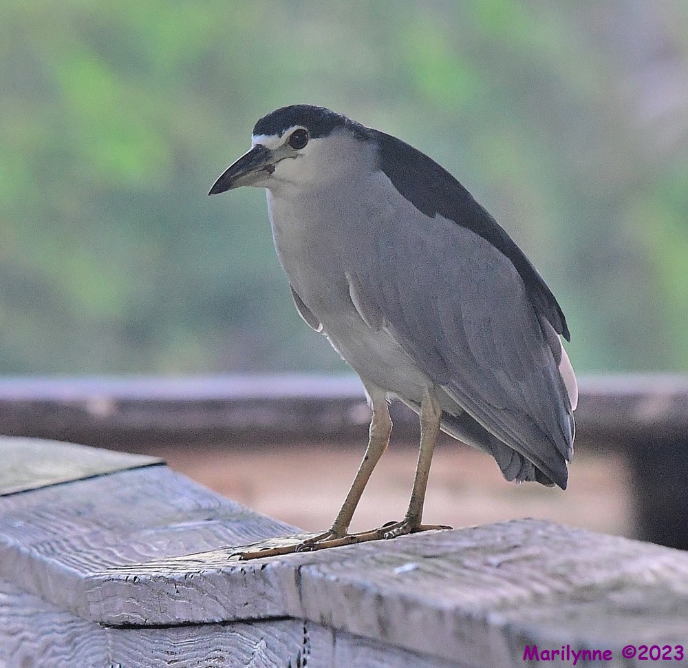 DSC_9004_001.JPG