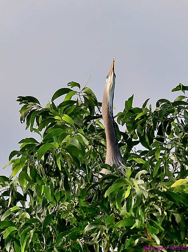 DSC_9004_001.JPG