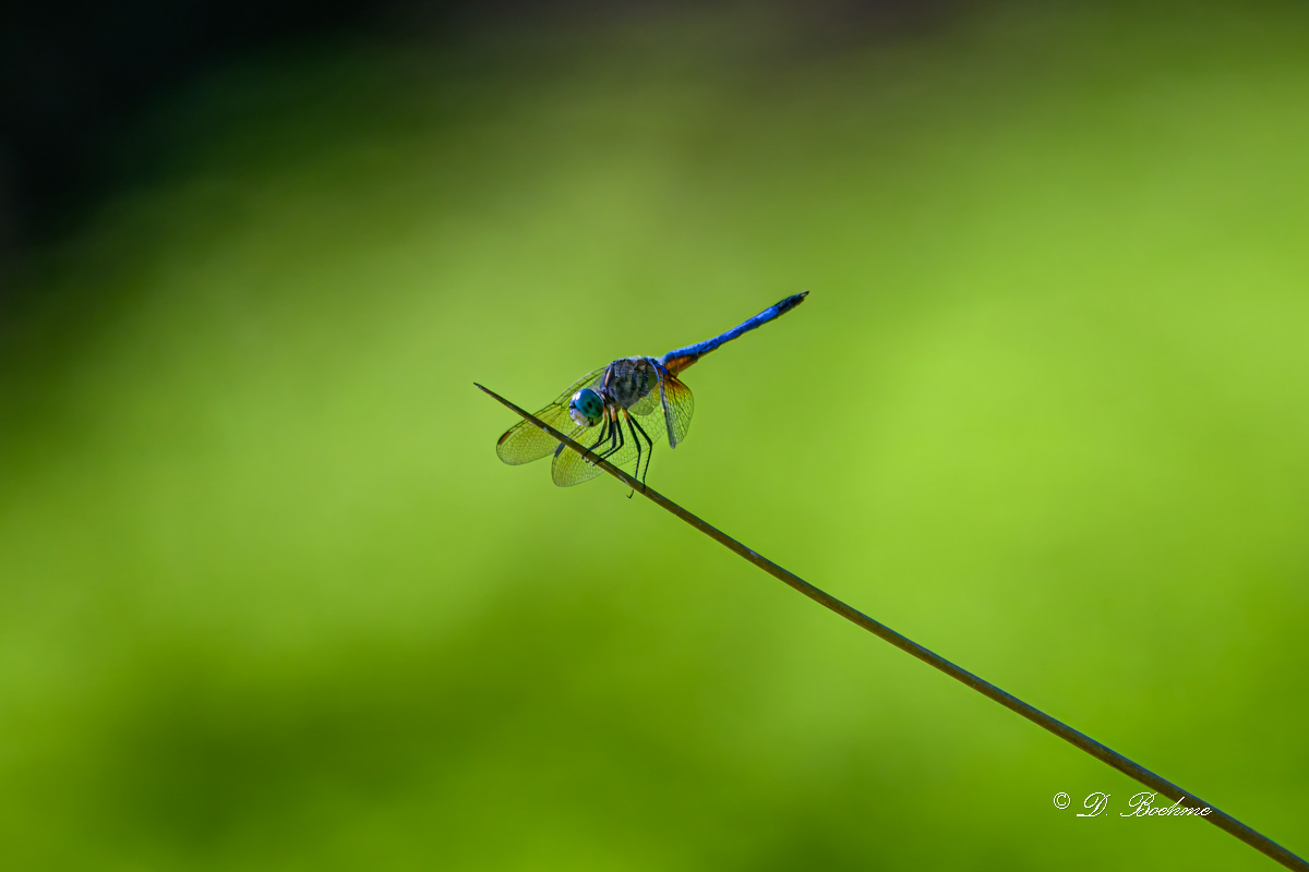 DSC_9005-topaz-rawdenoise-2.jpg