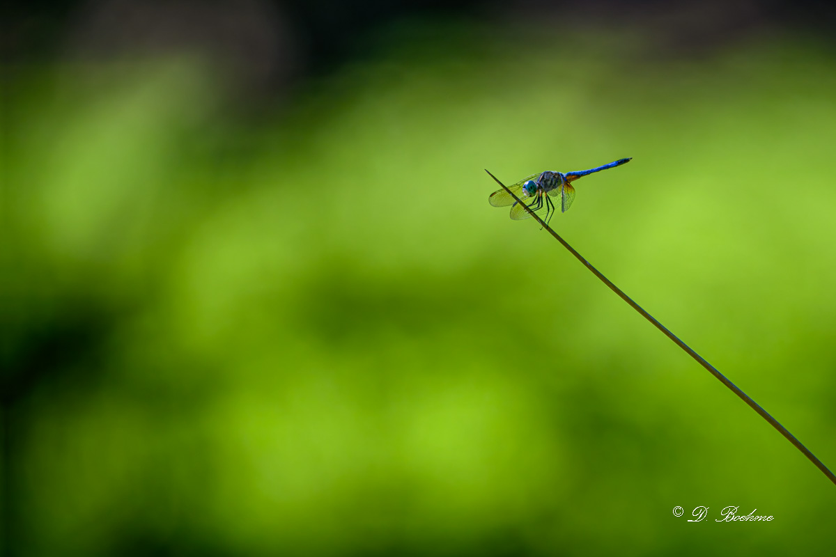 DSC_9005-topaz-rawdenoise-4.jpg
