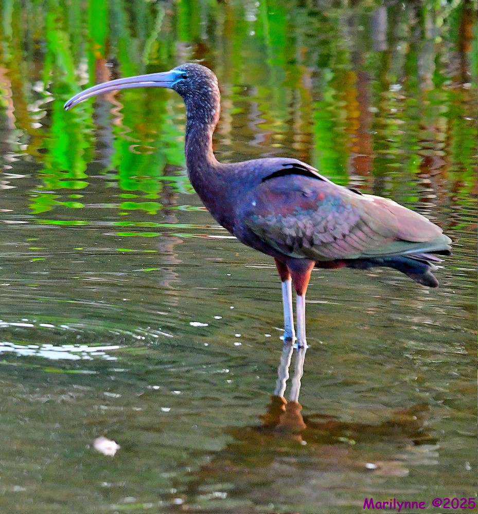 DSC_9010_001.JPG