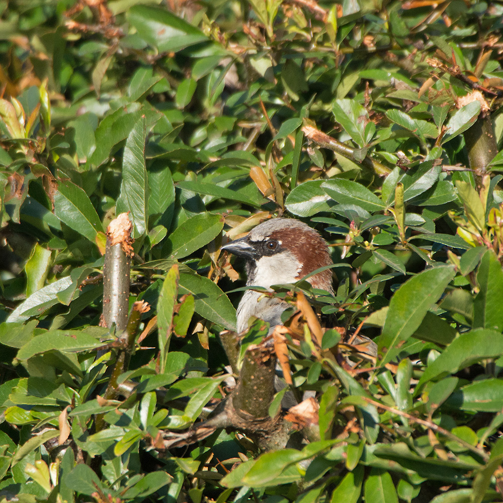 DSC_9011.jpg