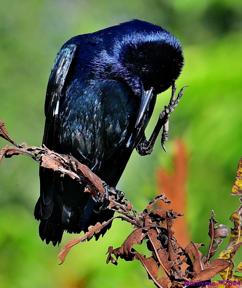DSC_9011_001.JPG