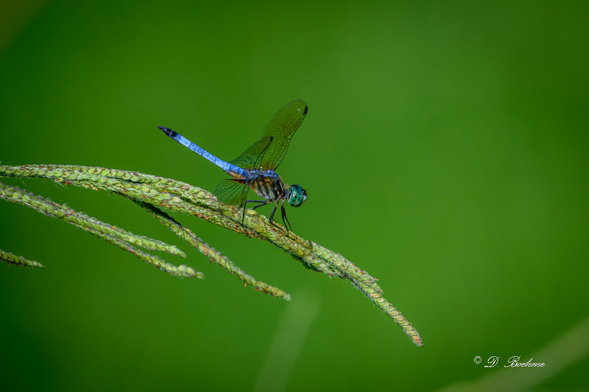 DSC_9014-topaz-rawdenoise.jpg