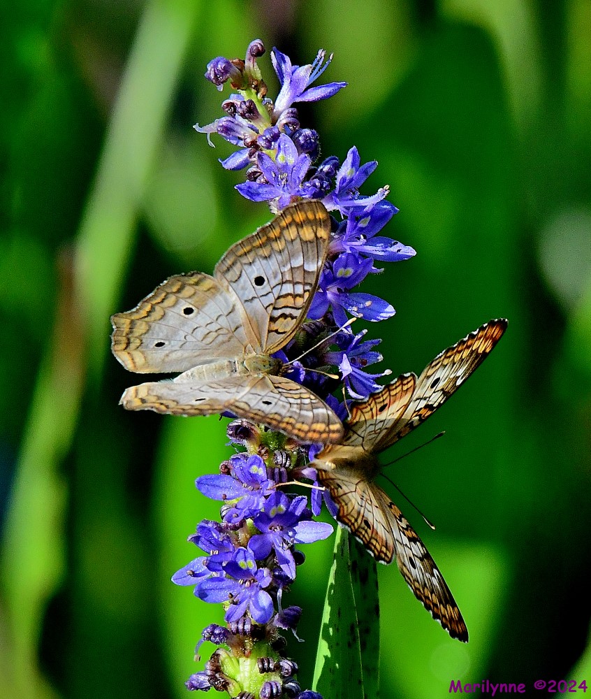 DSC_9014_001.JPG