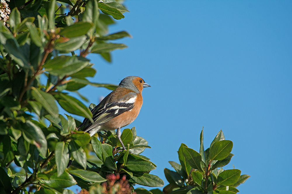 DSC_9015.jpg