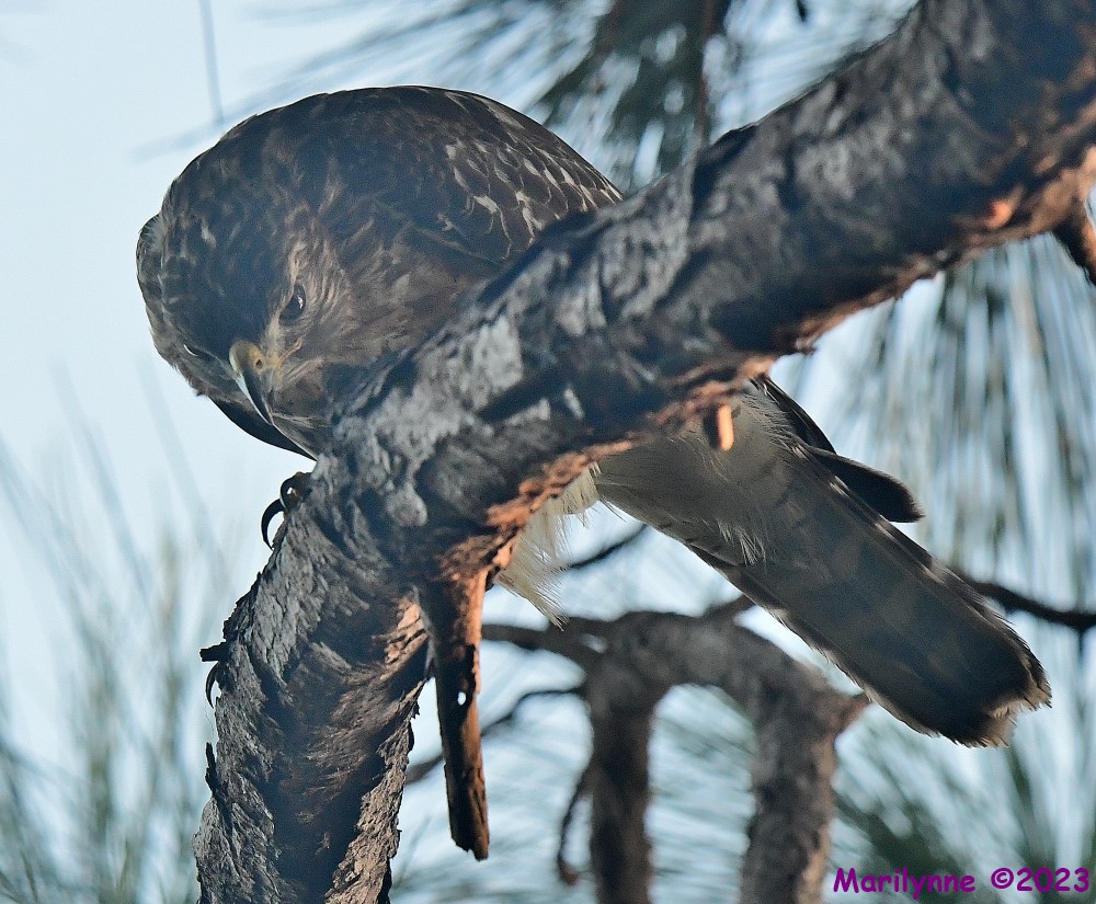 DSC_9016_001.JPG