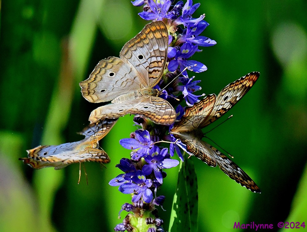 DSC_9018_001.JPG